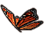 Monarch Butterfly icon
